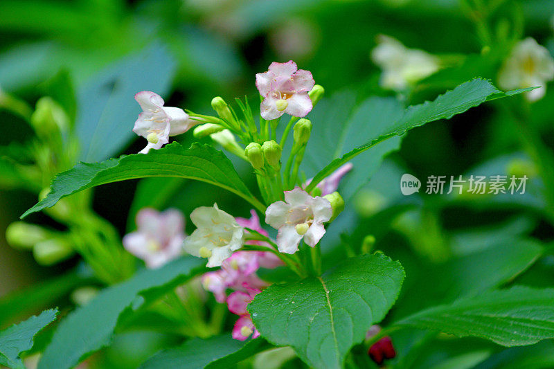 Weigela coraeensis花